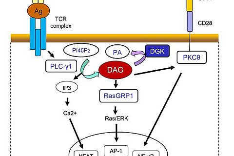 DGKα and DGKζ are key targets for cancer immunotherapy