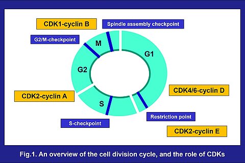 Cancer treatments using inhibitors of CDK, a cell cycle regulator