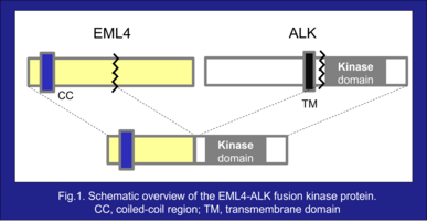 Fig. 1 Schematic overview of the EML4-ALK fusion protein. CC, coiled-coil region; TM, transmembrane domain