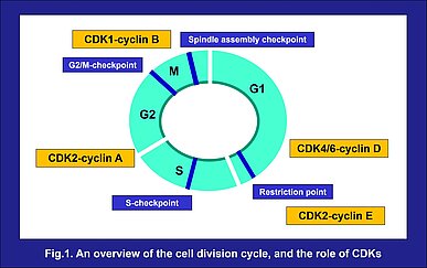 Fig.1 An overview of the cell division cycle, and the role of CDKs