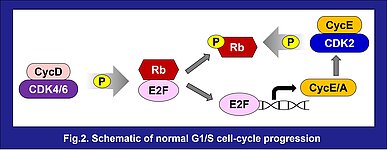 Fig. 2 Schematic overview of normal G1/S cell-cycle progression